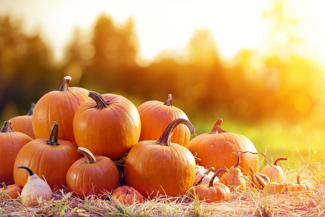 Bal kabağının Bir Meyve Olduğunu Biliyor Muydunuz?