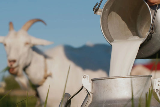 Keçi Sütünün İnek Sütünden Farkı Nedir?